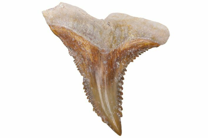 Fossil Shark Tooth (Hemipristis) - Bone Valley, Florida #226773